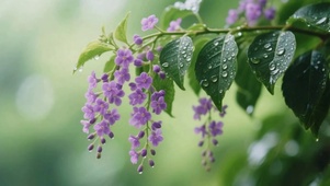 雨中的花花