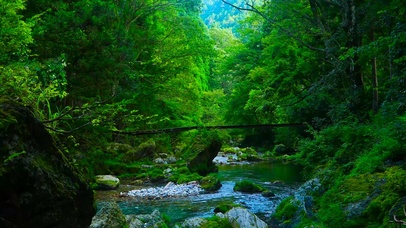 4K护眼绿林溪流