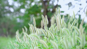 狗尾巴草