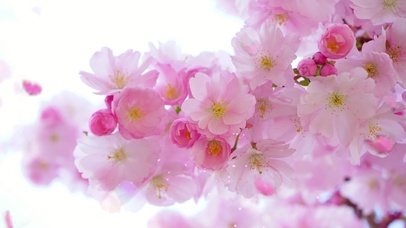 桃花与蝶
