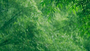 雨天护眼清新翠竹