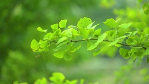 绿色银树叶