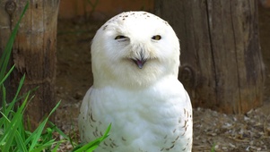 北极猫头鹰