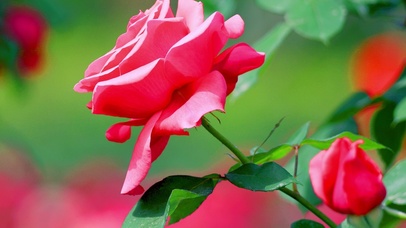 超清唯美月季花