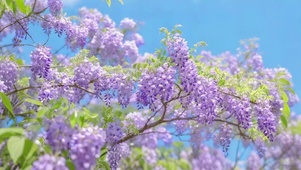 小清新紫藤花