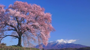 樱花4k