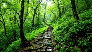 治愈护眼山间小路4K