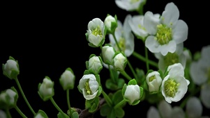 花朵生长