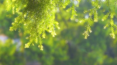 春日摇曳杉树