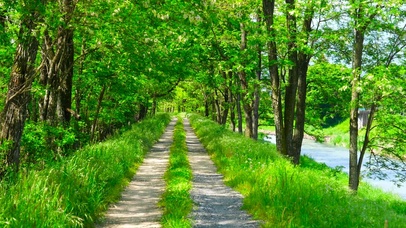 夏日绿林小路