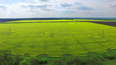 4K 高清 航拍油菜田