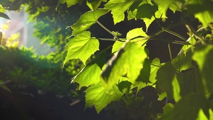 4k唯美夏日阳光透过植物