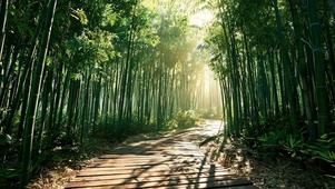 竹林