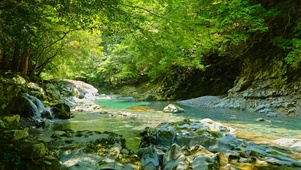 夏日绿林溪流