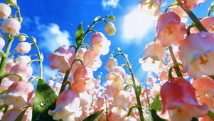 云下铃兰花
