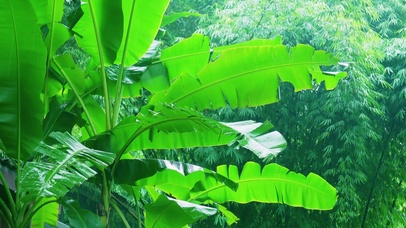 雨中的芭蕉树
