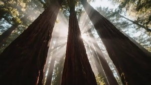 清新阳光原始森林