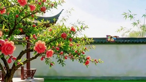 石榴花