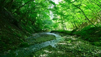 护眼绿树林溪水