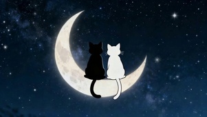 星空猫咪