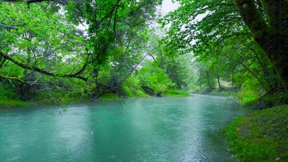 护眼绿林雨天流水