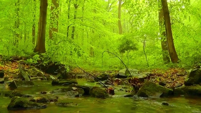 林间小溪 4K