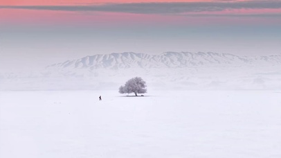 冬日树的意境美