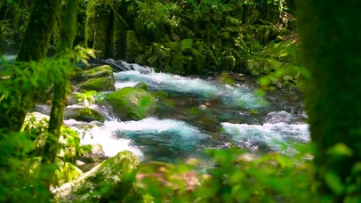 护眼绿林清澈溪流