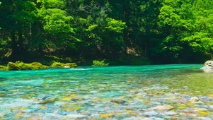 夏日绿林清凉河流
