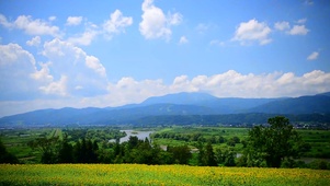 放松夏日向日葵