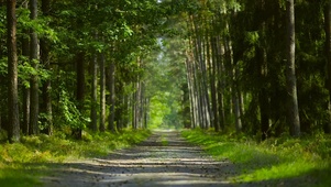 幽静树林小路