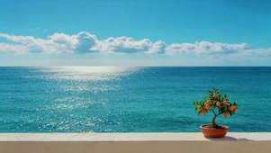 海景盆栽小金桔