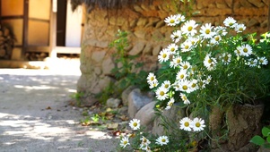 路边的野花