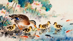 鸭子游鱼戏水
