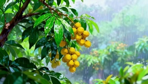 下雨天的龙眼树