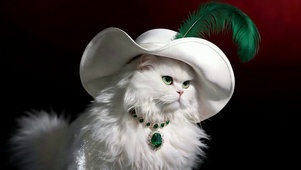 可爱猫咪
