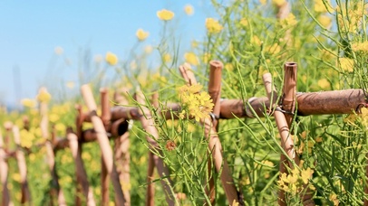 篱笆外的油菜花