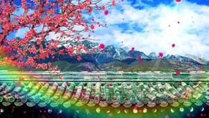 4K桃花生长
