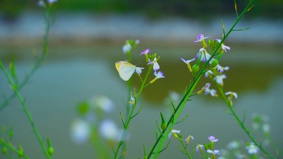 白蝴蝶在花丛中翩翩起舞唯美