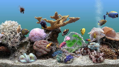 护眼珊瑚水族箱带鱼屛