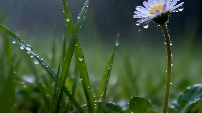 雨天花草带鱼屏