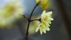 冬梅花