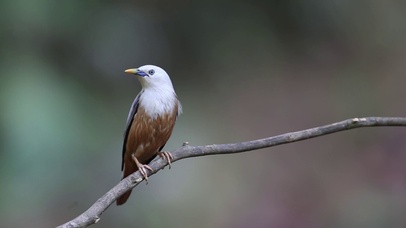 可可爱爱小鸟动态