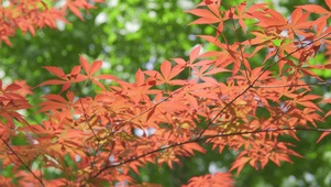 4k夏日夏天阳光下的枫树植物