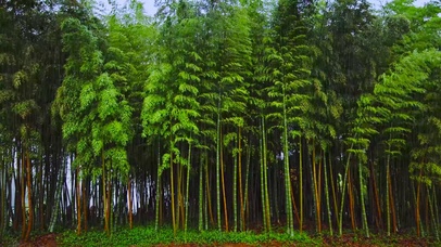 4K雨中竹林