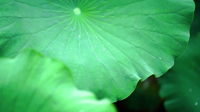 荷叶上的雨滴滑落
