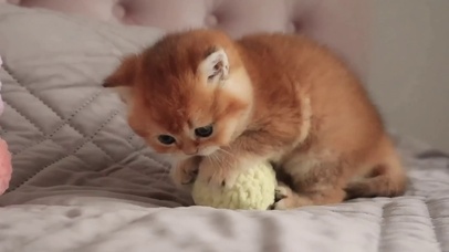 玩球的小猫