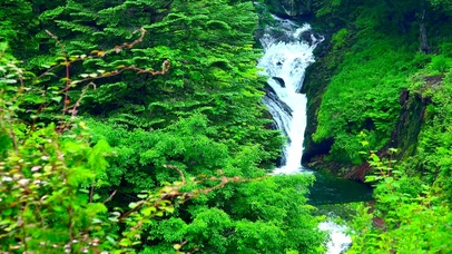 夏日护眼绿林流水
