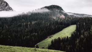 风景 森林