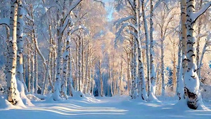 晴雪桦林
